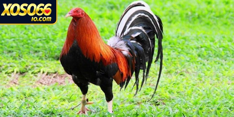Tắm nắng là hoạt động không thể thiếu khi chăm sóc gà đá
