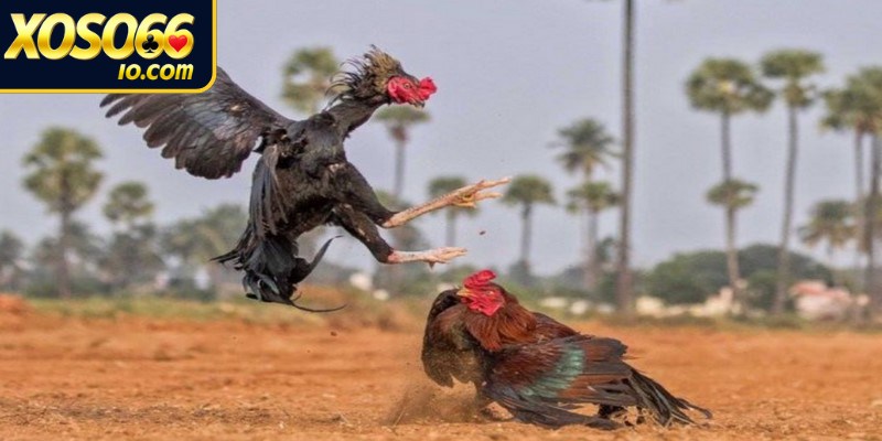 Những giống chiến kê trong đá gà cựa dao