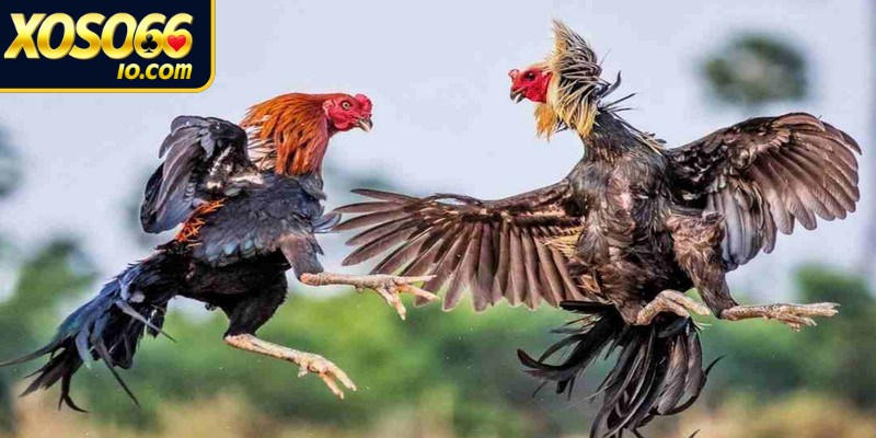 Những điểm thú vị có trong đá gà nòi